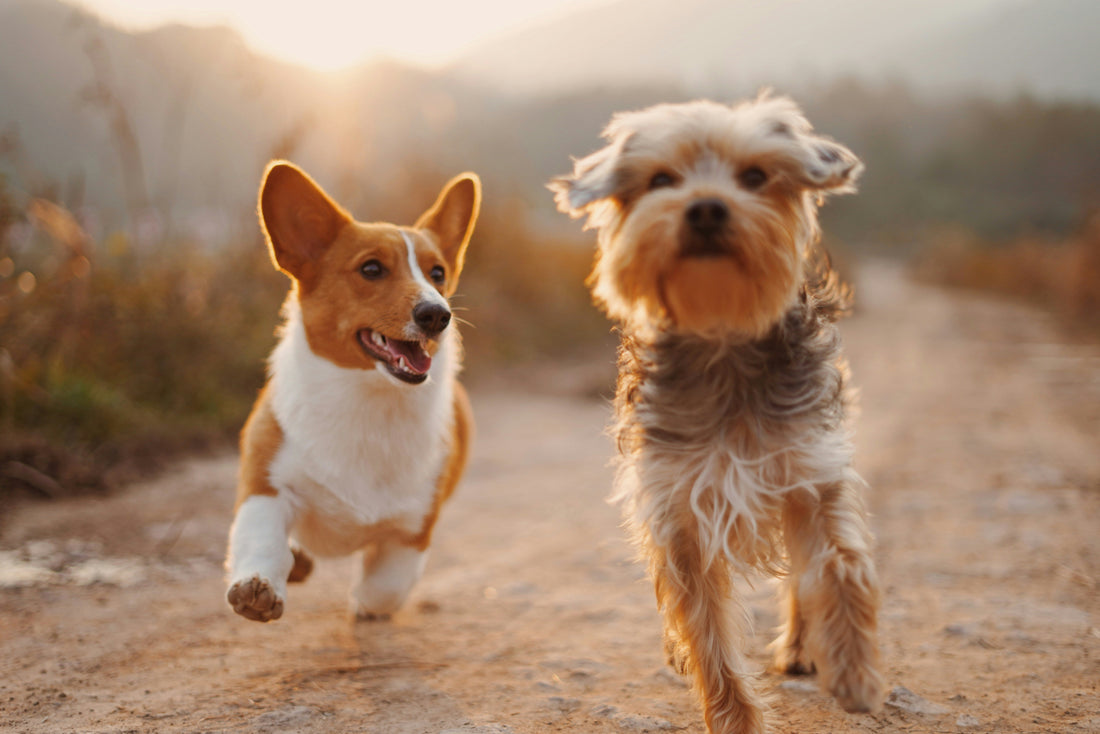 Things Only Dog Owners Will Understand (A Very Accurate List)
