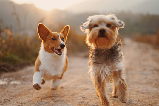 Things Only Dog Owners Will Understand (A Very Accurate List)
