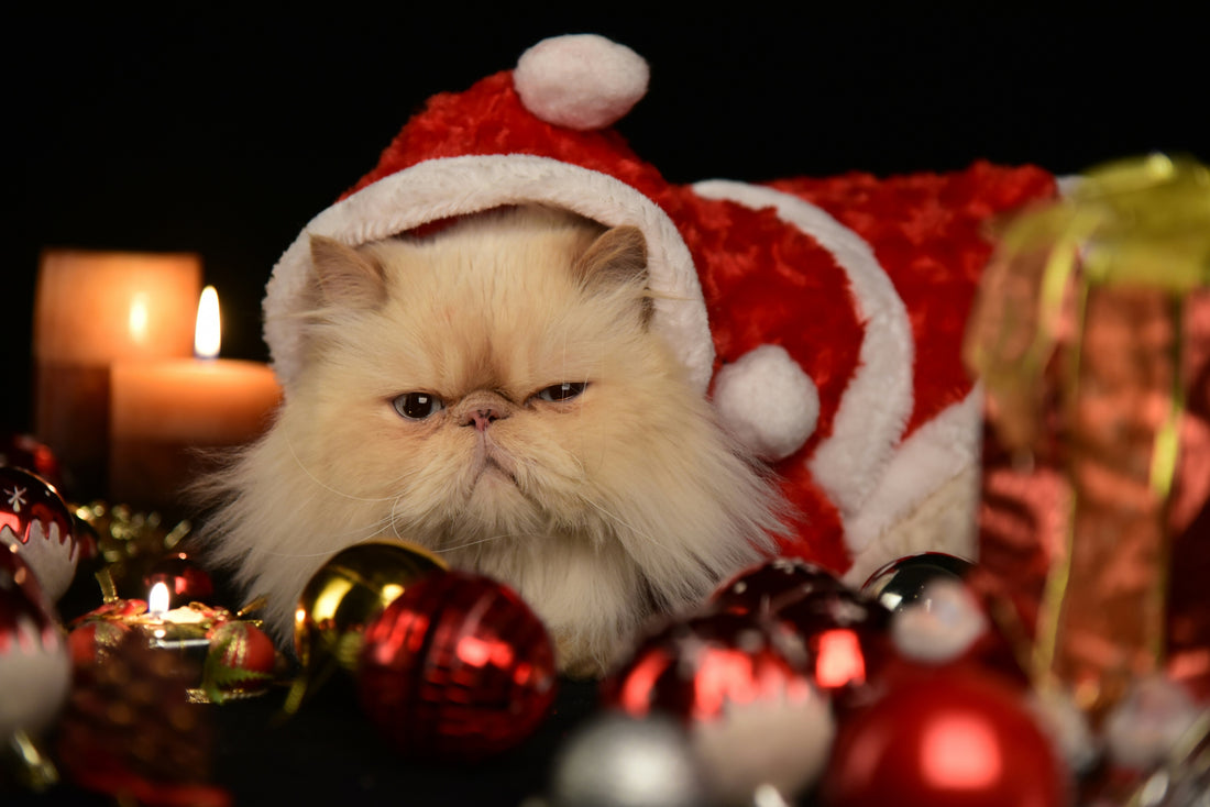 Funny Christmas Gifts for Pet Lovers: Ideas They'll Actually Love