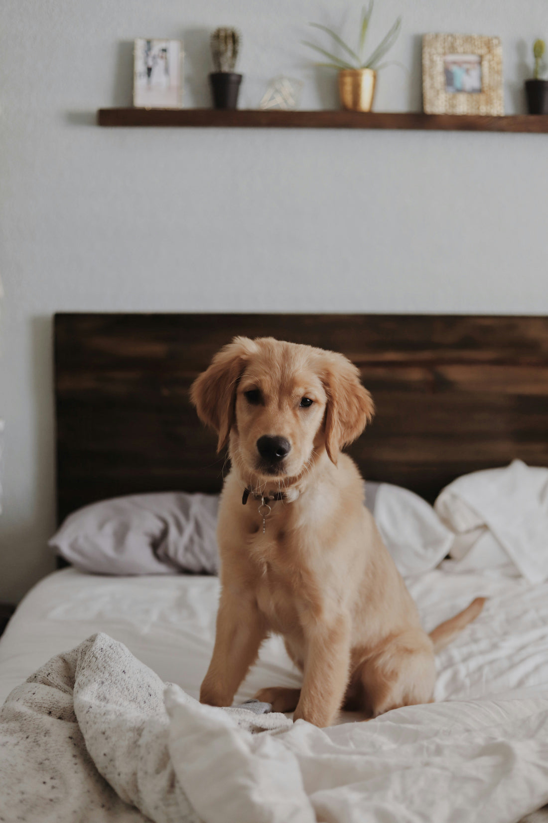 Pet-Themed Home Decor That Doesn't Look Like a Pet Shop Exploded