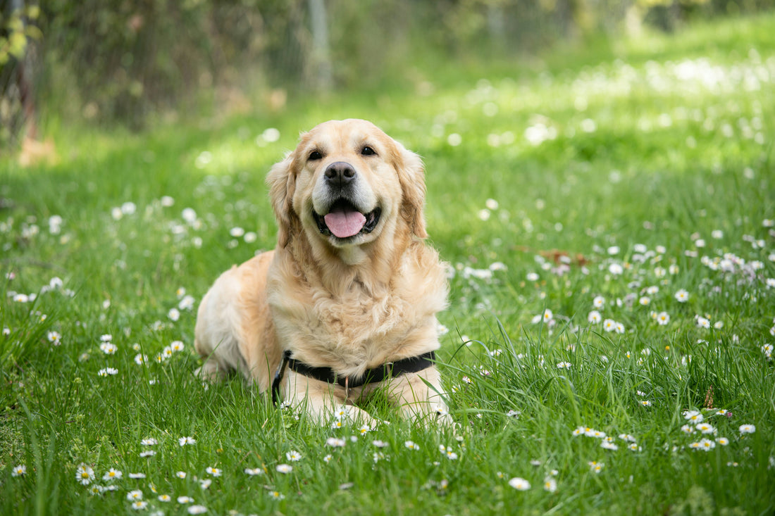 Labrador Gifts: The Best Ideas for Lab Lovers