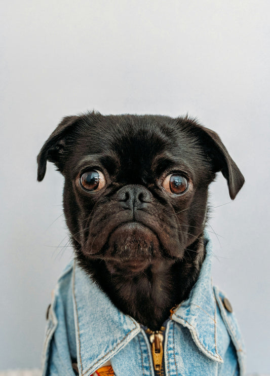 Funny Birthday Gifts for Dog Moms: Because She Deserves the Best