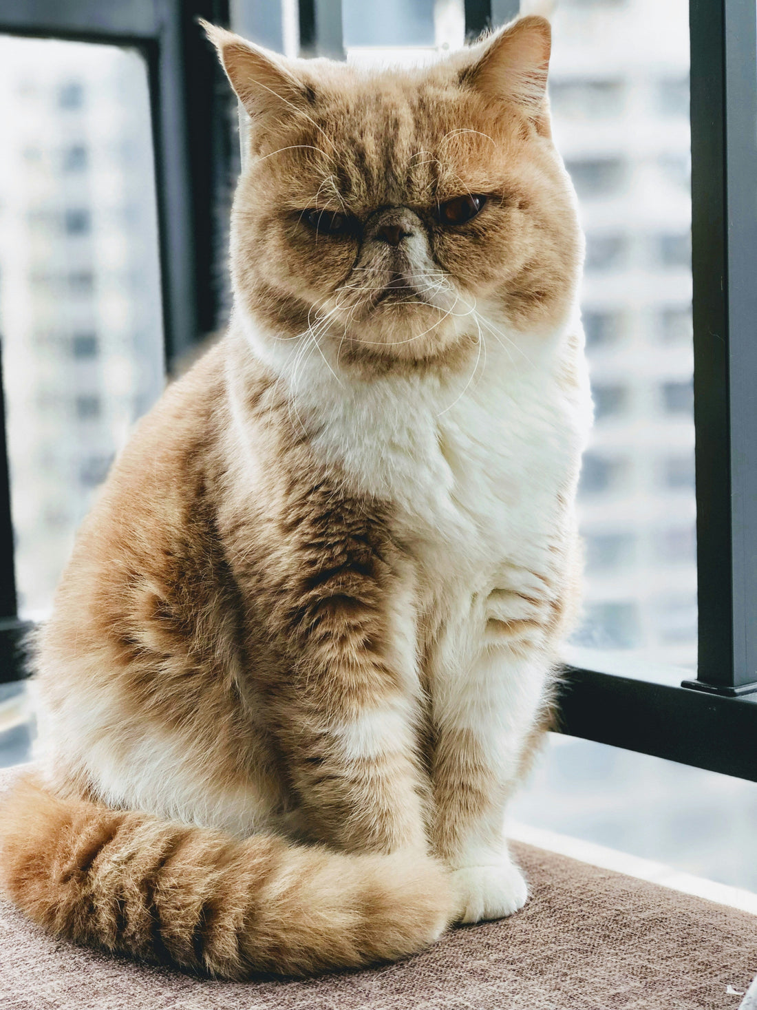 Funny Gift Ideas for Cat Lovers: Because Your Cat Deserves the Throne
