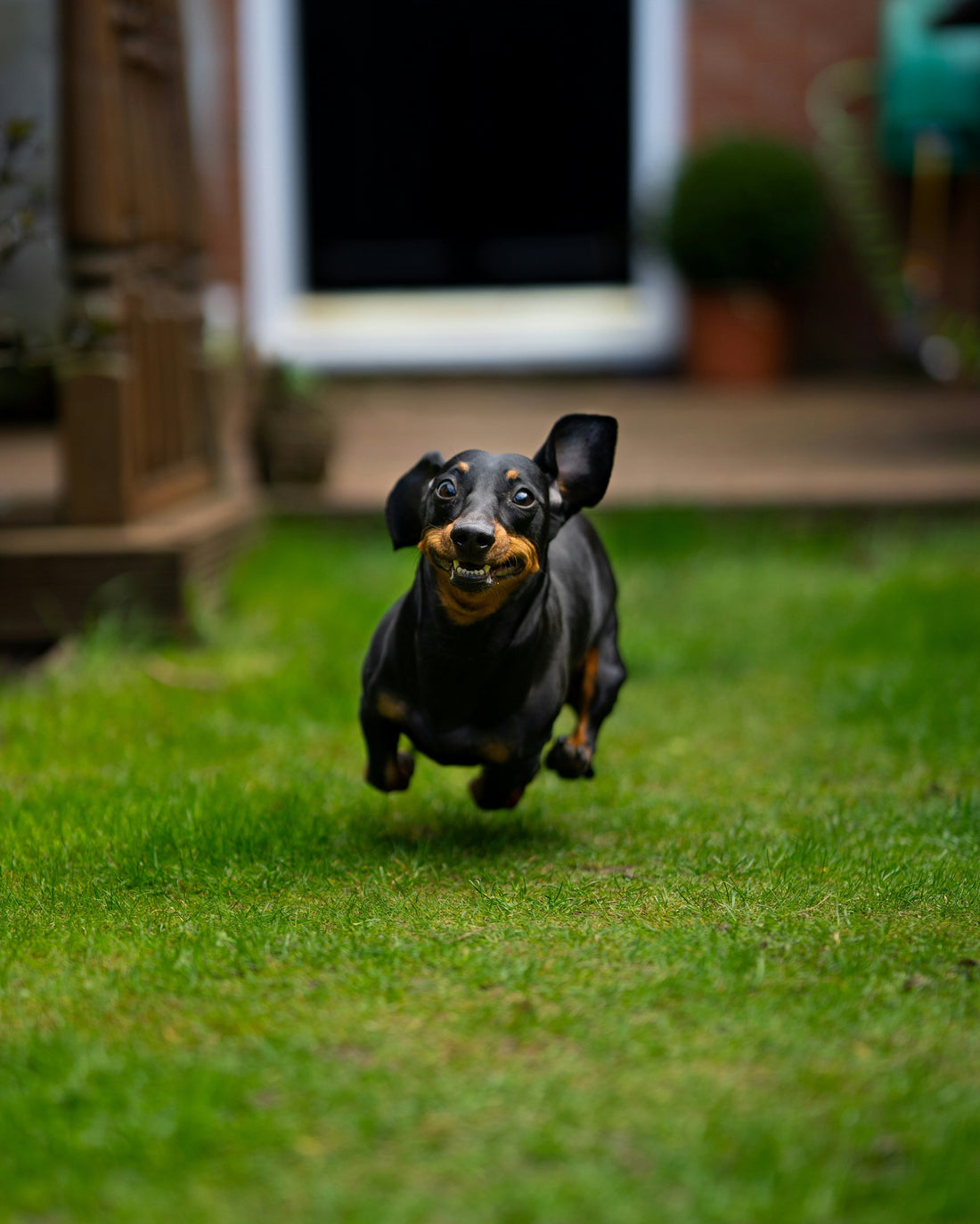 Funny Gifts for Pet Lovers: Ideas That Actually Get a Reaction