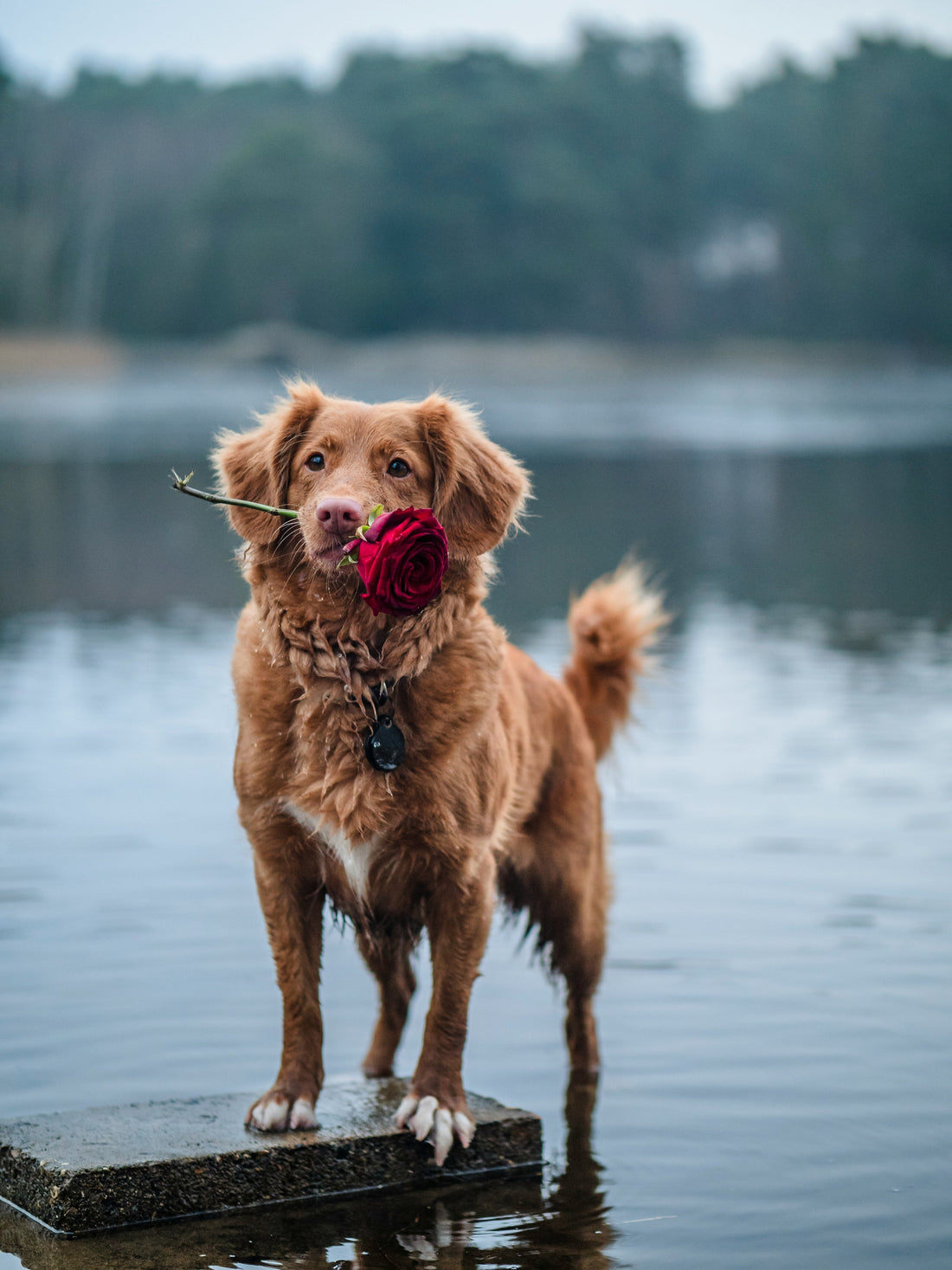 Valentine's Day Pet Gifts: For When Your Pet Is Your Valentine