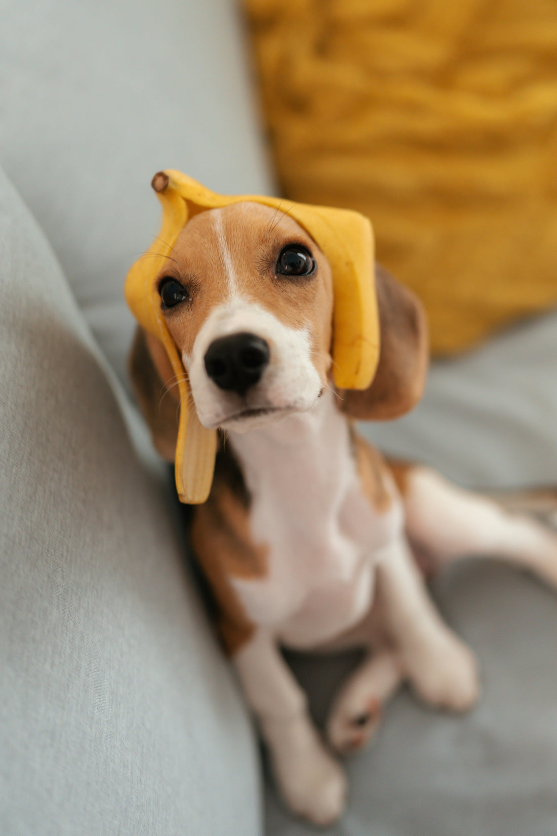 New Puppy Owner Gifts: Ideas for the Person Who Just Got a Dog