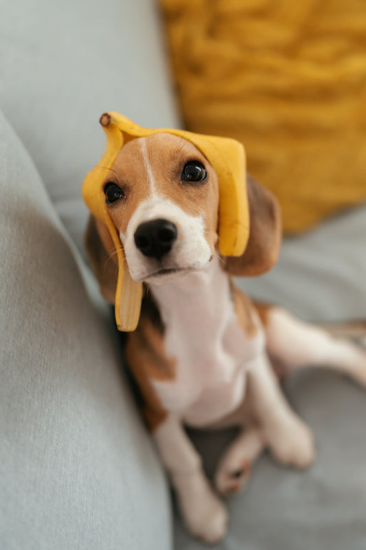 New Puppy Owner Gifts: Ideas for the Person Who Just Got a Dog
