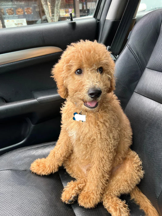 Funny Gift Ideas for Dog Lovers: Because Normal Gifts Are Overrated