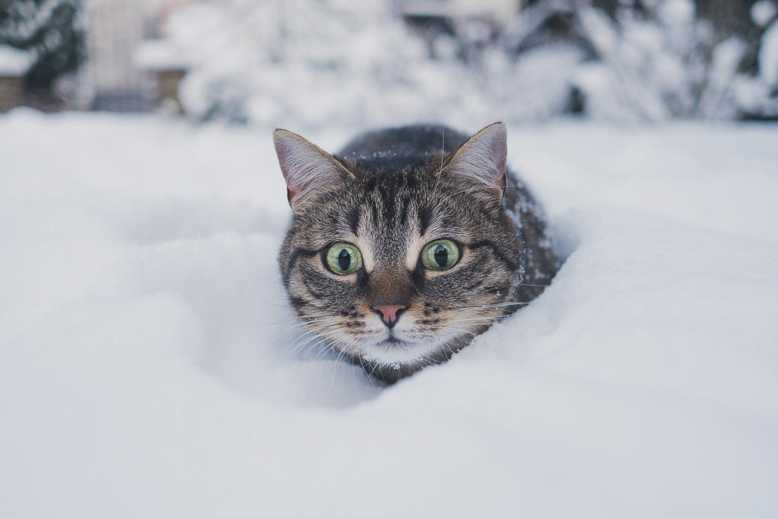 Unique Gifts for Pet Lovers in Canada: Ideas Worth Getting Excited About