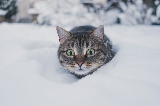 Unique Gifts for Pet Lovers in Canada: Ideas Worth Getting Excited About