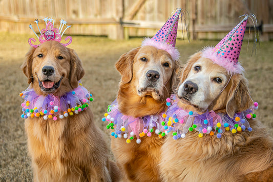 Pet Birthday Party Ideas: How to Throw the Ultimate Pawty